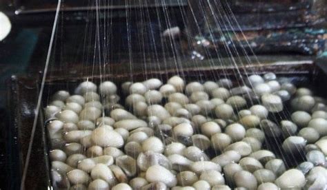 Deputy minister: Significant increase expected in silk production