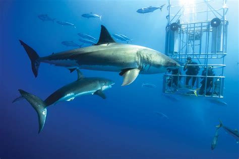 Great White Shark cage diving at Guadalupe Island - Nautilus Liveaboards