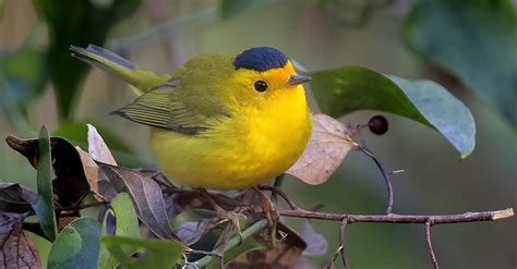 Wilson's Warbler - American Bird Conservancy