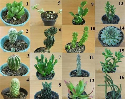 Imagens | Cactus y suculentas, Suculentas, Plantas