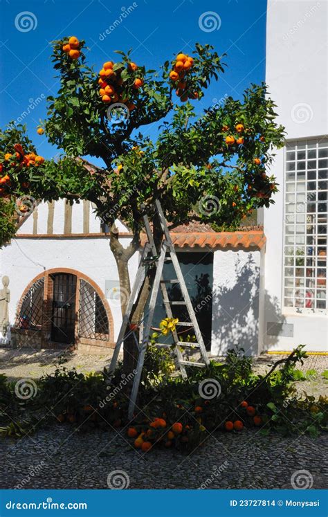 Pruning orange tree stock photo. Image of botany, equipment - 23727814