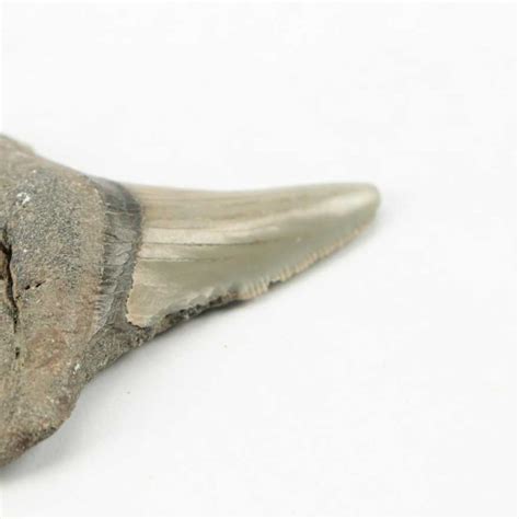 Fossil Megalodon Tooth | EBTH