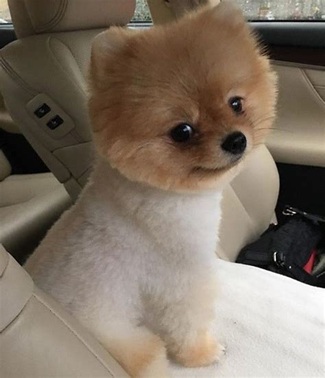 Pomeranian Cut Like A Teddy Bear - Pets Lovers