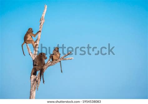 1,103 Baboon Troop Images, Stock Photos, 3D objects, & Vectors ...