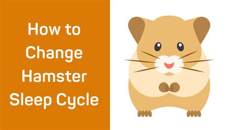 How to Change Hamster Sleep Cycle - HamstersInfo.com