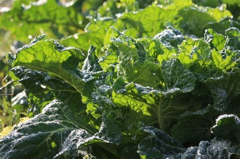 Growing Collard Greens, Planting, Care, Harvesting | Gardening Tips