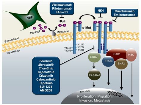 Cancers | Free Full-Text | Hepatocyte Growth Factor/c-Met Signaling in Head and Neck Cancer and ...