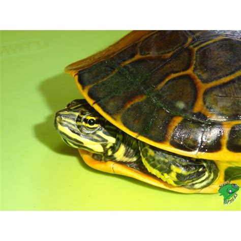 Chicken Turtle - 3 to 4 inch - Strictly Reptiles