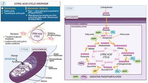 MCAT Biology & Biochemistry: Citric Acid Cycle Overview | ditki medical ...