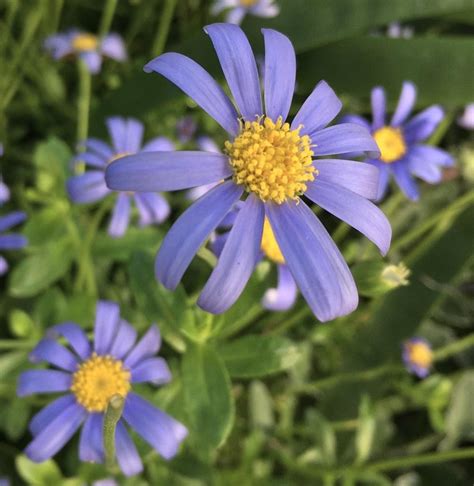 Asters: Plant Care and Collection of Varieties - Garden.org