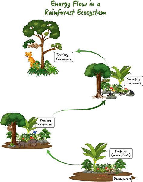 Energy flow in a rainforest ecosystem diagram 2131338 Vector Art at Vecteezy