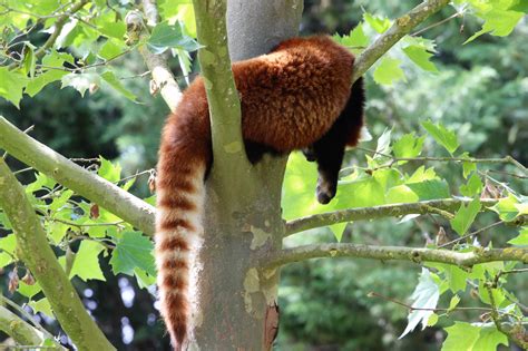 Free Images : branch, wildlife, jungle, mammal, fauna, red panda, vertebrate, new world monkey ...