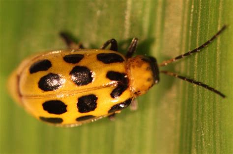 Managing Cucumber Beetles