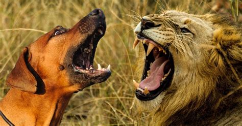 Rhodesian Ridgeback Vs Lion: Can A Ridgeback Kill A Lion? | Puplore