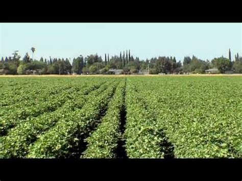 Chloropicrin Application (Español) - YouTube