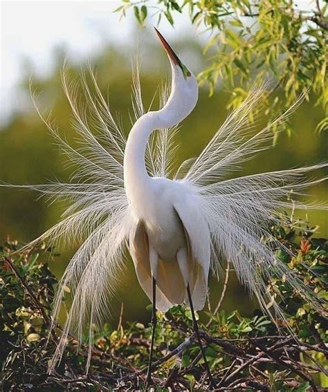 Energia on Instagram: “#nature #natureza #bird #birds #aves #aves #animals #animais #beautiful ...