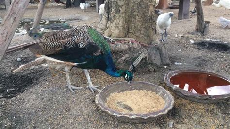 Peacock eating food - Royalty Free Video