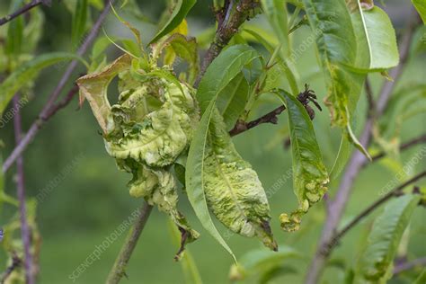 Peach leaf curl - Stock Image - C043/7920 - Science Photo Library