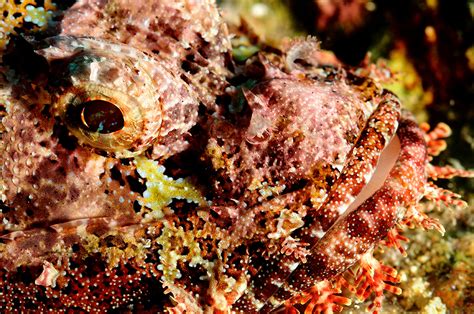 The Scorpionfish – a master of camouflage, but not always