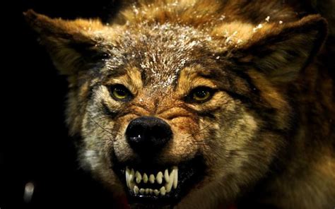 Angry Wolf Face Wallpapers - 4k, HD Angry Wolf Face Backgrounds on ...