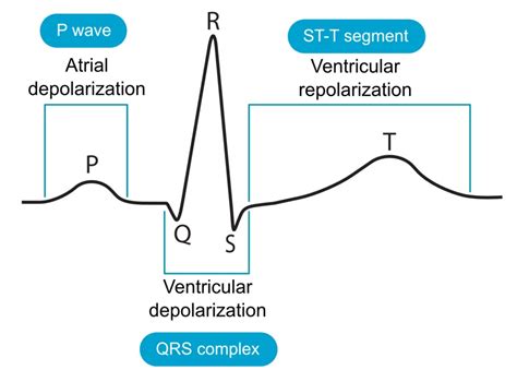 Cardiac electrophysiology: Action potential, automaticity and vectors ...