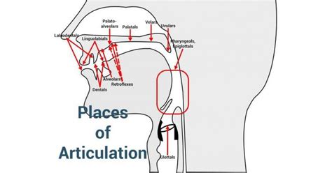 Pictures Of Articulation