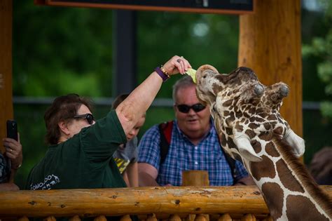 Giraffe Feeding Station Open (Afternoon) - Como Zoo Conservatory