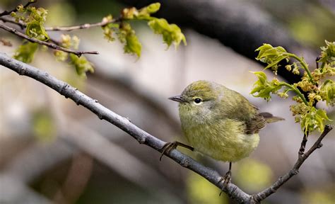 Orange-crowned Warbler - Owen Deutsch Photography