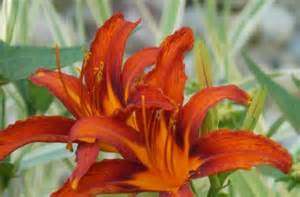 Growing Orange and Red Flowers | Color, Gardening | Blooming Secrets