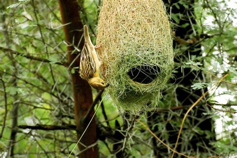 Baya Weaver Bird Nest - Free photo on Pixabay - Pixabay