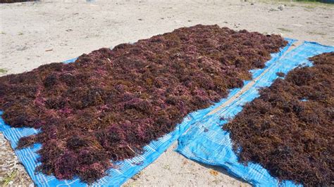 Dried Eucheuma Spinosum Seaweed | Inaexport