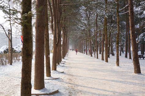 Nami Island Winter tour | 1 Day Snow Package (2023) - VIP Travel