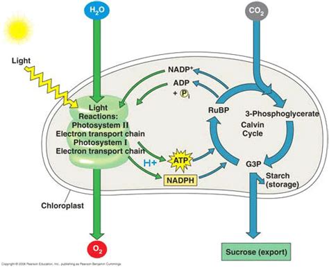 1 Diagram of photosynthesis in the chloroplast of a leaf... | Download Scientific Diagram