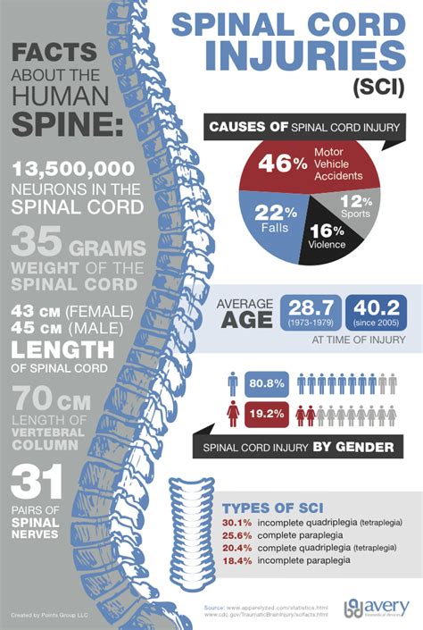 Spinal Cord Injury Information [Infographic] – Avery Biomedical Devices ...