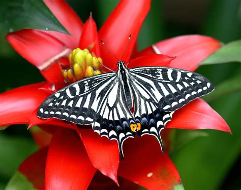 Download Butterfly Animal Swallowtail Butterfly Wallpaper