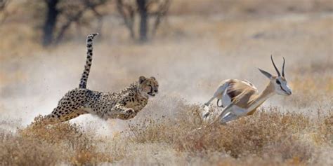 The 10 Fastest Land Animals In The World - Fact Animal