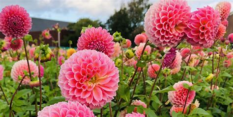 Dutch Flower Festival with Dahlia's • Day Tour from Amsterdam