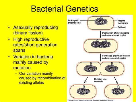 PPT - Bacterial Genetics PowerPoint Presentation, free download - ID:2884064