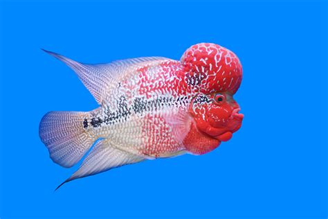 Flowerhorn Cichlids Care Guide | Keeping Exotic Pets