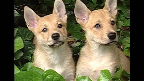 California Carolina Dog - The American Dingo - YouTube