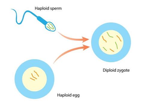 How Many Chromosomes Are In A Dogs Egg Cell