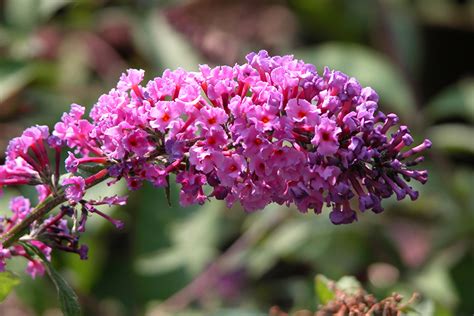 Nanho Purple Butterfly Bush