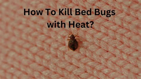 How To Kill Bed Bugs With Heat? - Bed Bugs Hub