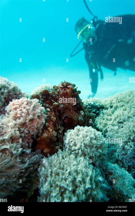 common octopus (octopus vulgaris Stock Photo - Alamy