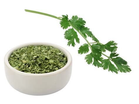 Dried Cilantro vs Fresh - On The Gas | The Art Science & Culture of Food