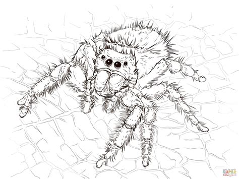 Download Jumping Spider coloring for free - Designlooter 2020 👨‍🎨