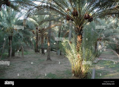 Al Ain Oasis Stock Photo - Alamy