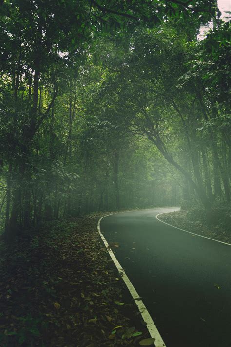 Empty Road Between Forest · Free Stock Photo