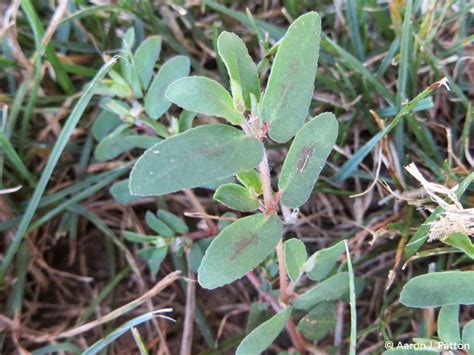 Prostrate Spurge | Purdue University Turfgrass Science at Purdue University