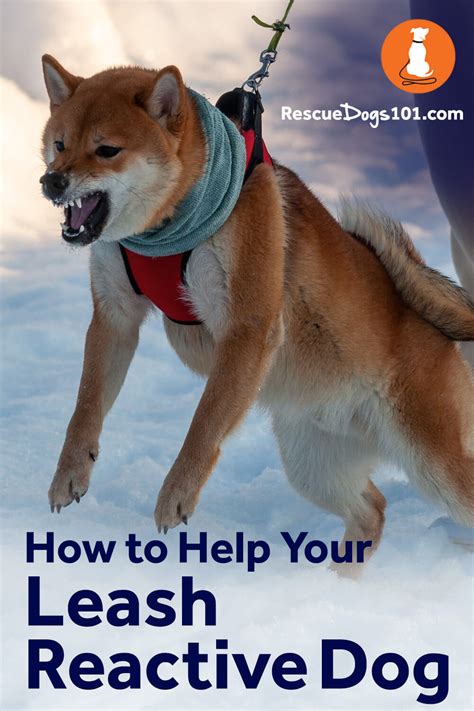 How to Help Your Leash Reactive Dog